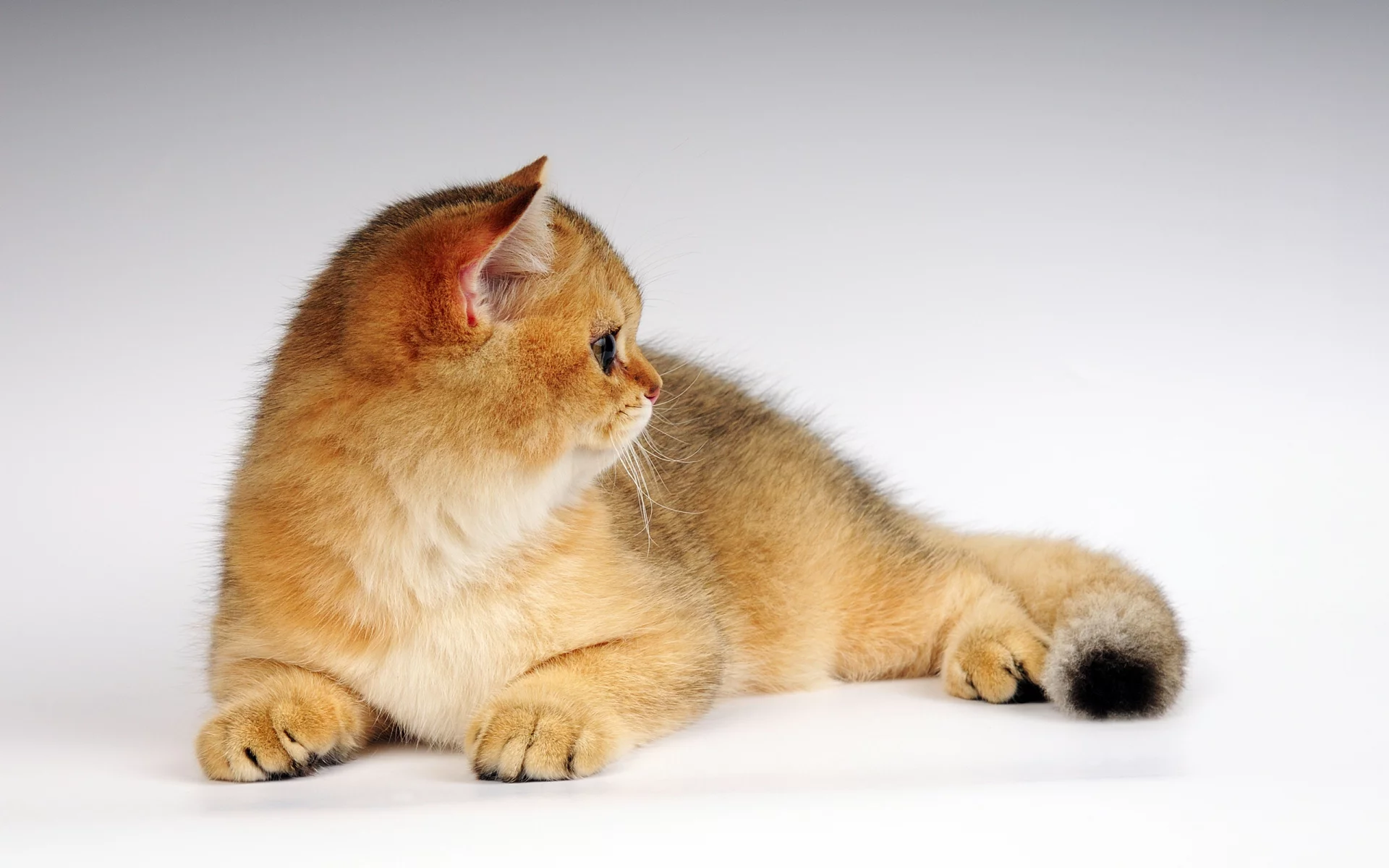 котенок, рыжик, кот