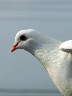 макро, мир, Голубь, свет, белый