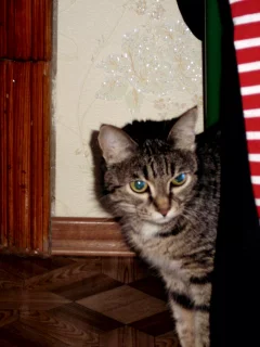 семья, Дом, кошка