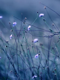 стебли, растения, трава, синий, природа, цветы, вечер, цвет