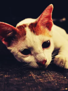 кошка, ушка, белый, лежит, кот