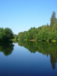 лес, река, утро