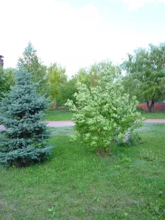 трава, елка, лето