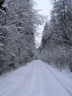 лес, зима, дорога