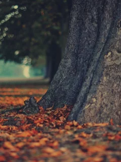 осень, ствол, листья, дерево