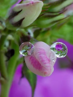 капли, цветы, природа