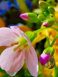 природа, цветы, лето
