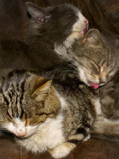 друзья, природа, кошки