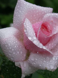 красота, нежность, розовая, роза, flower, бутон, dew, waterdrops, капли, rose, цветок, лепестки, beautiful nature wallpapers, pink, роса