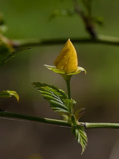 красота, цветы, лето