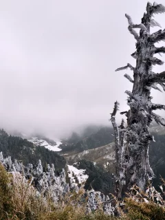 дерево, горы, туман