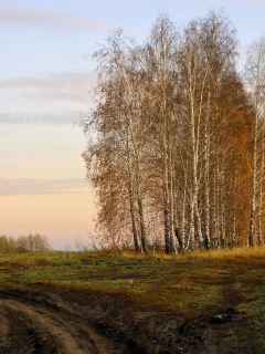 осень, поле, берёзы