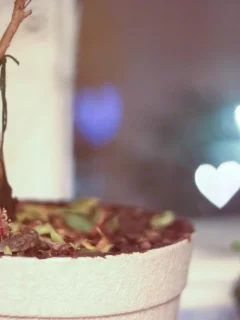 сердце, сердечки, одиночество, вечер