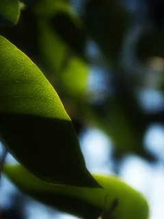 небо, кусочьки, зеленые, листья