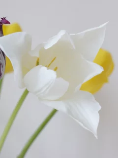 цветы, тюльпан