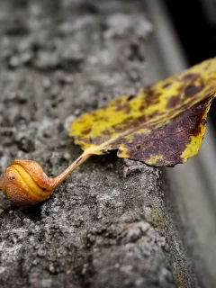 макро, природа, лист