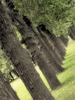 парк, деревья, природа