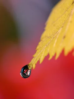 капля, лист, природа