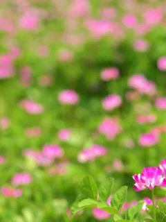природа, цветы, фото, поле, обои