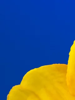 капля