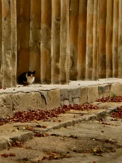 осень, листья, кошка