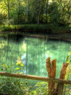трава, зелень, лес, река