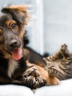 друзья, собака, кошка