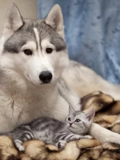 хаски, дружба, кошка, забота, собака