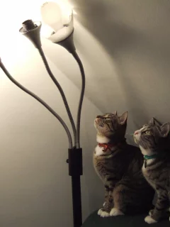 внимание, коты