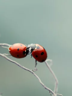 божьи коровки, макро, ветки