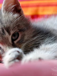 кошка, животное