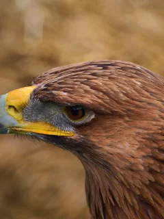 орел, орёл