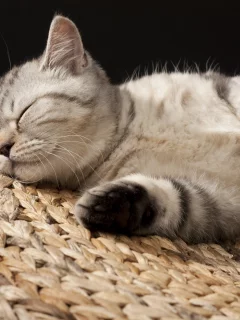 котёнок, спит, британец, маленький, полосатый