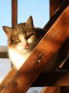 дом, деревня, кошка