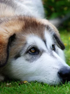 луг, лето, щенок, собака, преданность, взгляд, хаски
