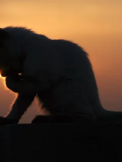 котенок, умывается, закат