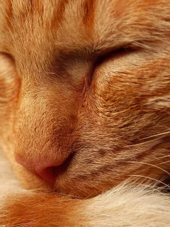 кот, кошка, нос, рыжий