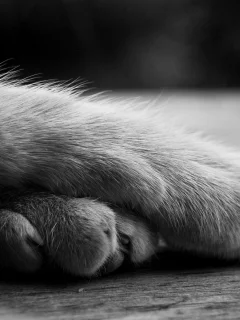 кошка, лежит, лапы