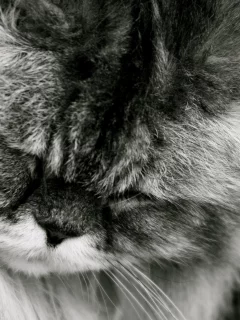 спит, кот, кошка