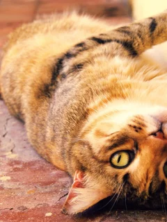 кошка, лежит, смотрит