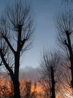 деревья, закат, небо, природа