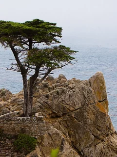 дерево, скалы, море, природа