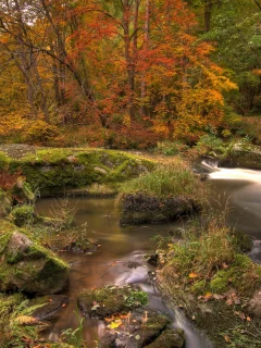 природа, река, лес