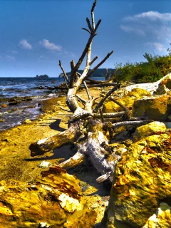 пляж, скалы, скала, дерево, солнце, песок, hdr, природа, берег, камни, небо, облака