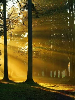 лес, пейзаж, деревья, природа