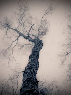 деревья, снег, ветки
