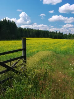 небо, луг, цветы, лес, облака
