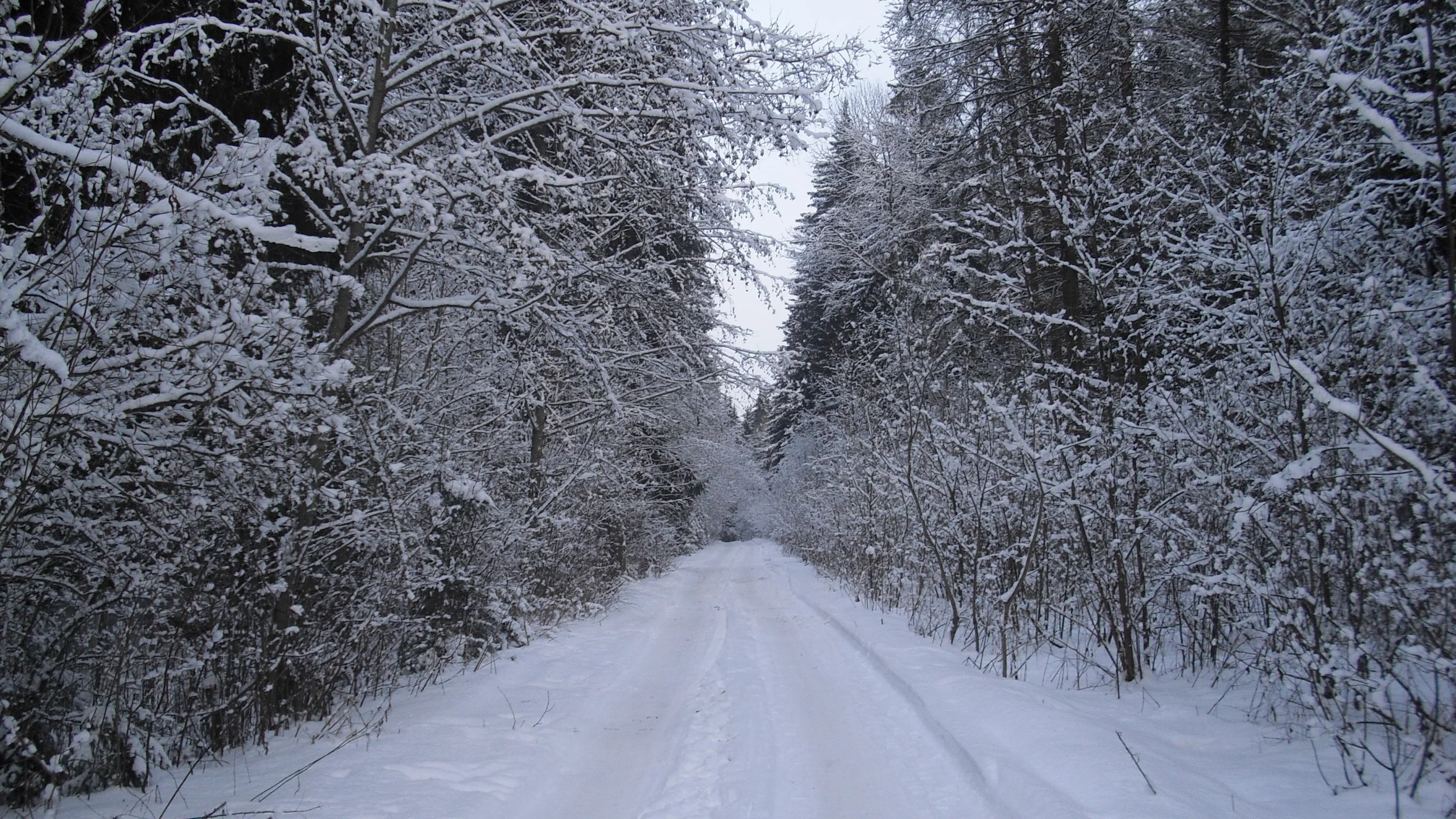 лес, зима, дорога