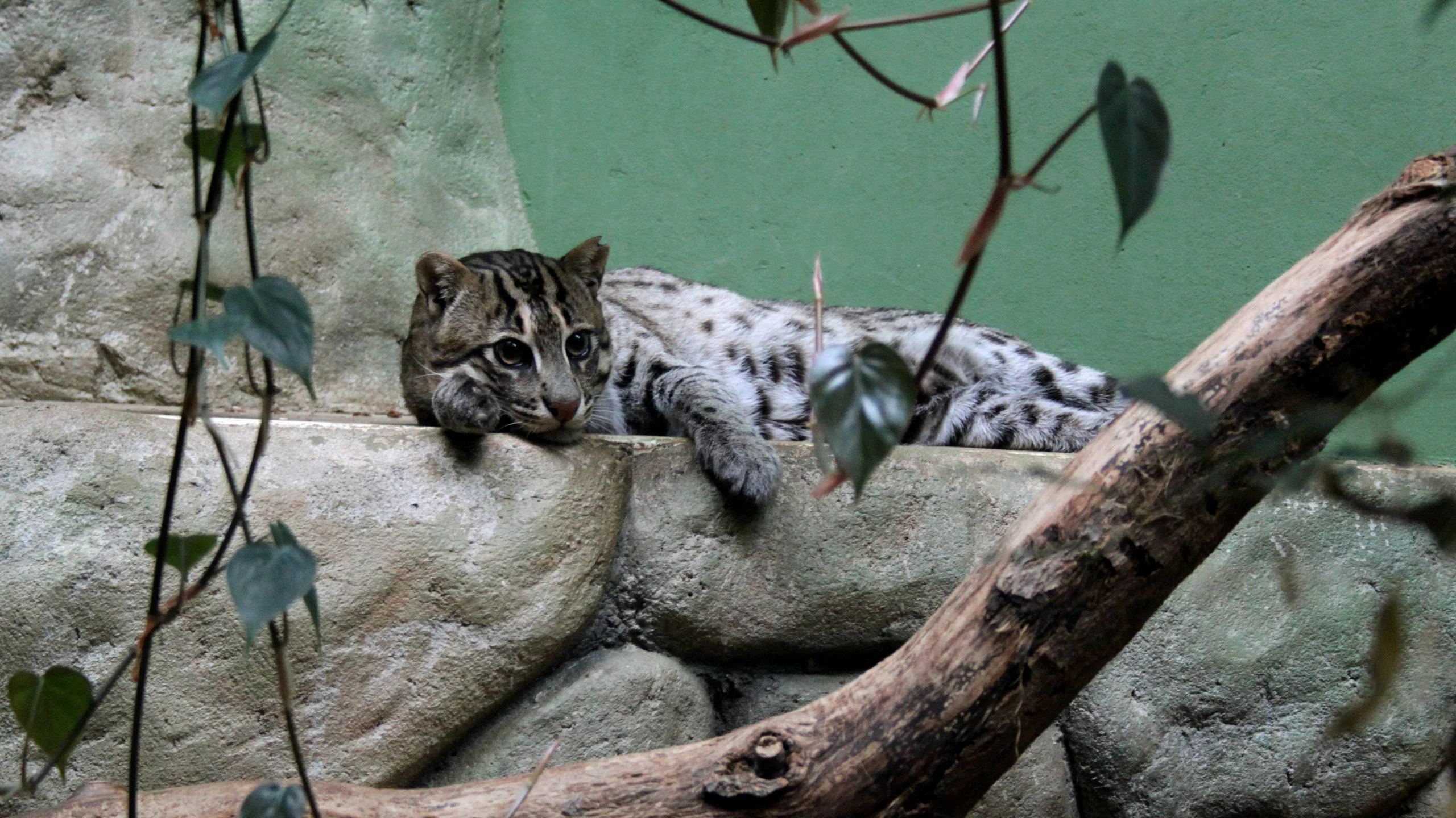 взгляд, камышовый кот, усы, кот