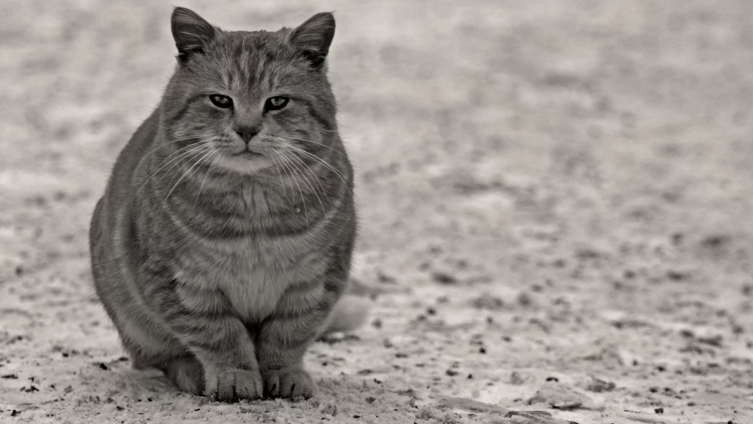 взгляд, лапы, кот